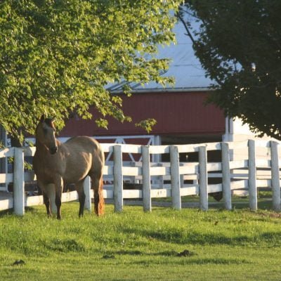 What to Consider when Purchasing a Horse Farm