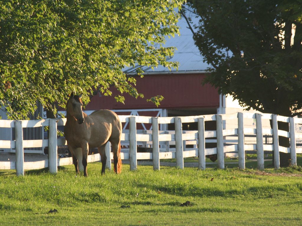 What to Consider when Purchasing a Horse Farm